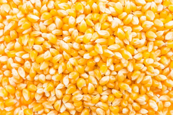 Corn